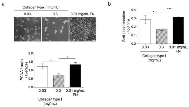 PCNA Antibody in Western Blot (WB)