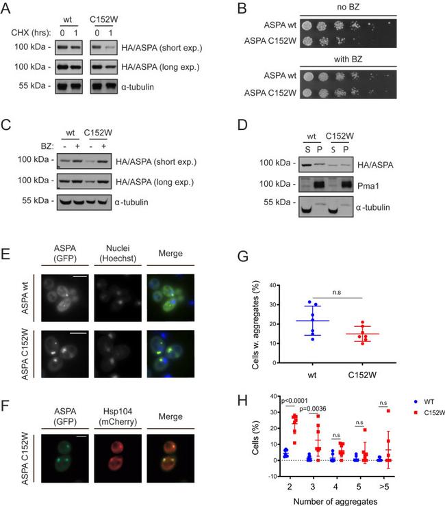 alpha Tubulin Antibody in Western Blot (WB)