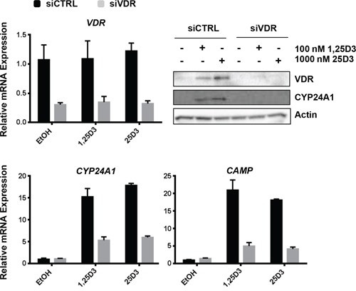 VDR Antibody