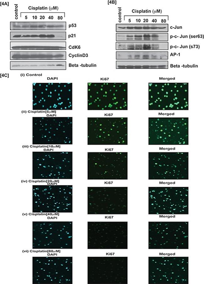 Ki-67 Antibody