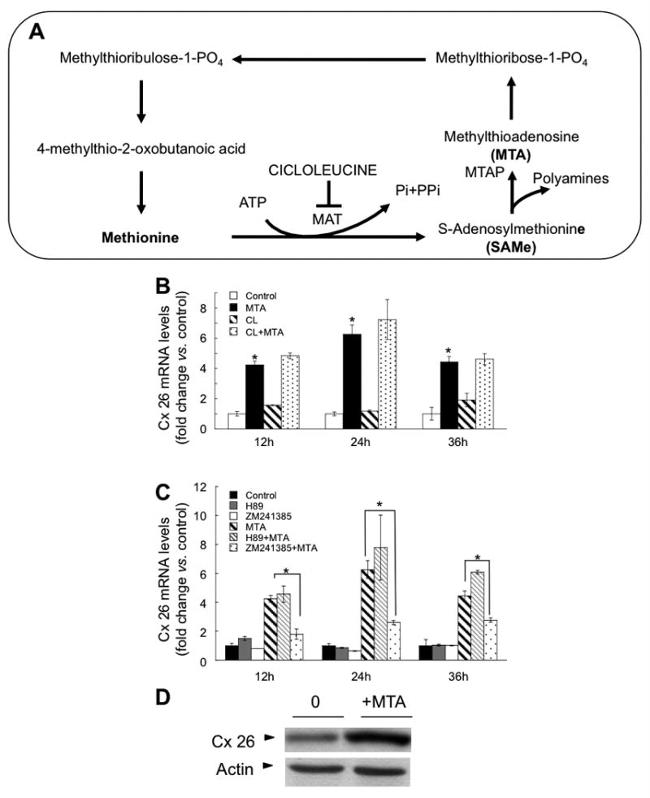 Connexin 26 Antibody