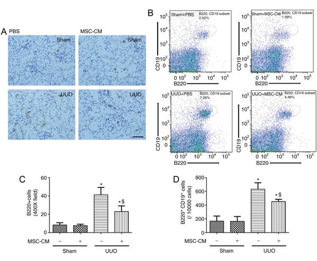 CD45R (B220) Antibody