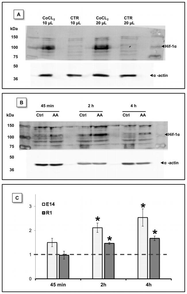 HIF1A Antibody