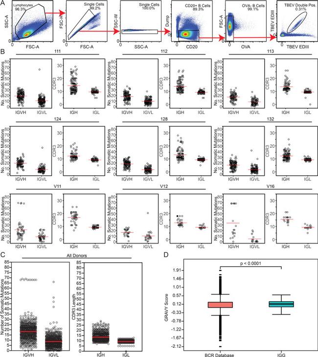 CD3 Antibody in Flow Cytometry (Flow)