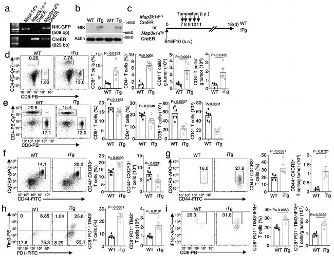 CD44 Antibody in Flow Cytometry (Flow)