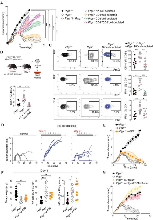 IFN gamma Antibody in Flow Cytometry (Flow)