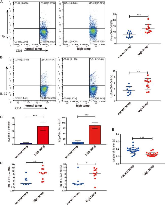 IFN gamma Antibody in Flow Cytometry (Flow)