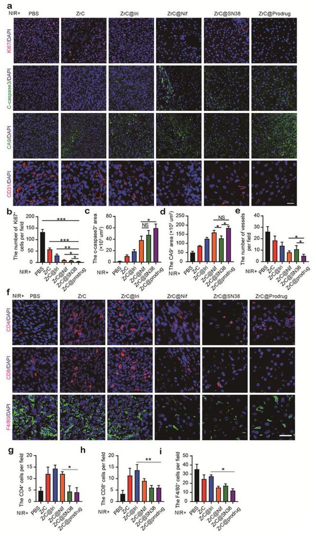 F4/80 Antibody in Immunohistochemistry (IHC)