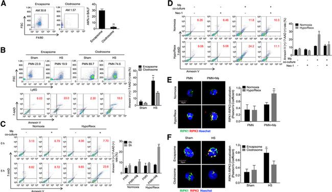 F4/80 Antibody in Flow Cytometry (Flow)