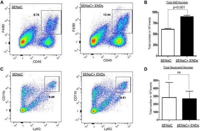 CD11b Antibody in Flow Cytometry (Flow)