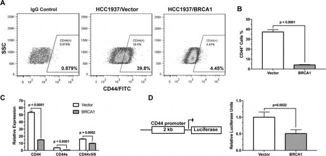 CD44 Antibody in Flow Cytometry (Flow)