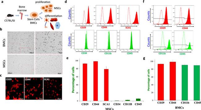 CD45 Antibody in Immunohistochemistry, Flow Cytometry (IHC, Flow)