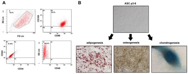 CD44 Antibody in Flow Cytometry (Flow)