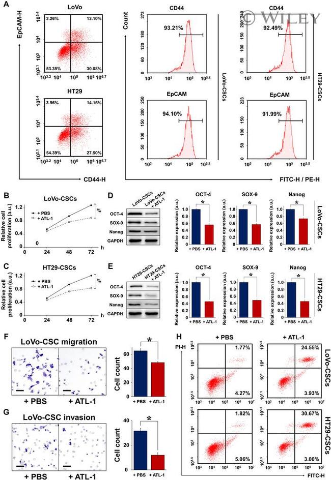 CD44 Antibody in Flow Cytometry (Flow)