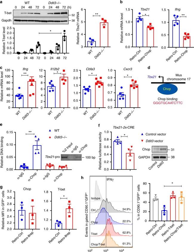 IFN gamma Antibody in Flow Cytometry (Flow)