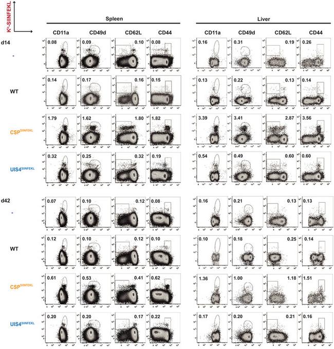 CD44 Antibody in Flow Cytometry (Flow)