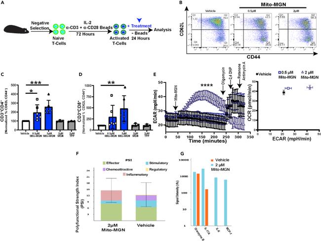 CD44 Antibody in Flow Cytometry (Flow)