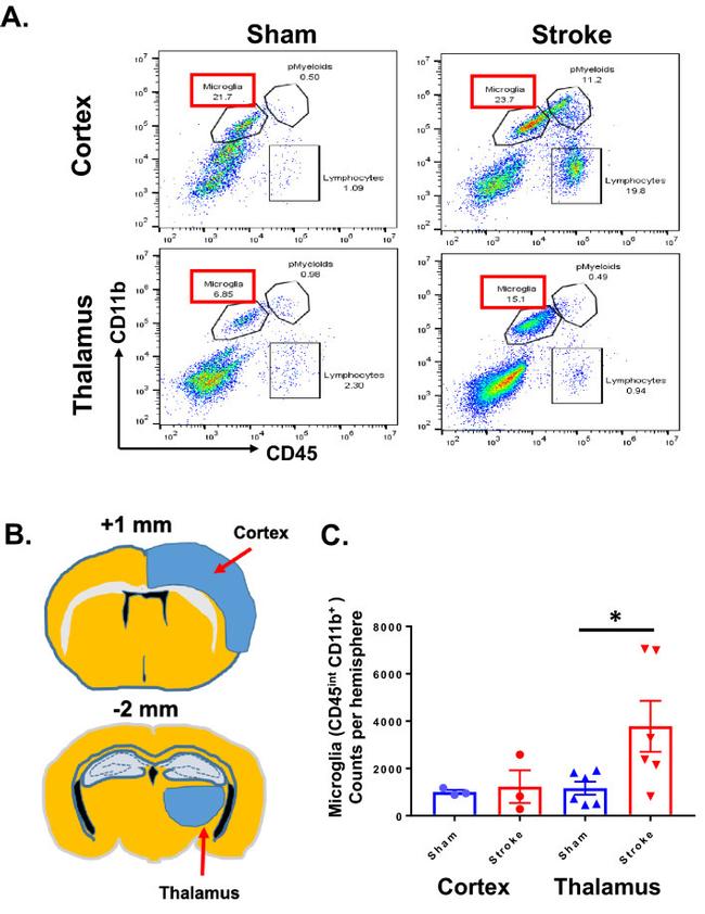 CD45 Antibody in Flow Cytometry (Flow)