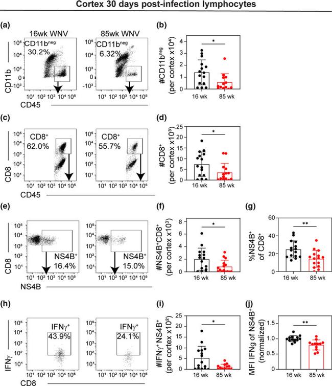 CD45 Antibody in Flow Cytometry (Flow)