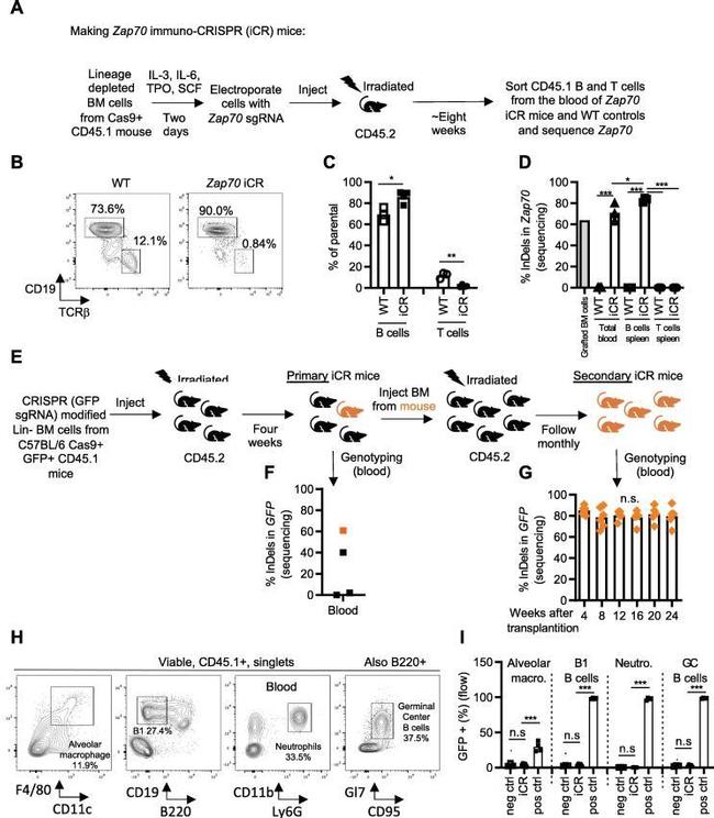 CD45R (B220) Antibody in Flow Cytometry (Flow)