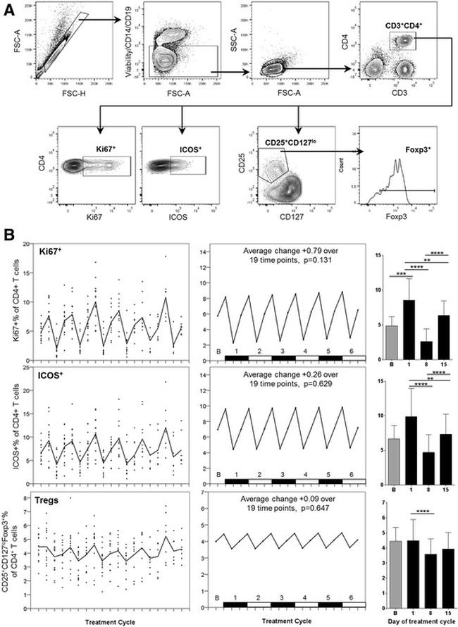 FOXP3 Antibody in Flow Cytometry (Flow)