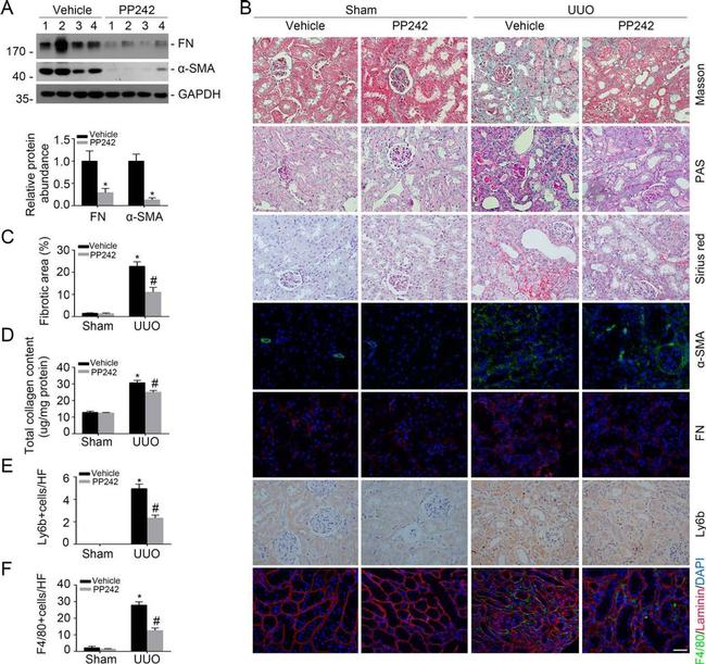 F4/80 Antibody in Immunohistochemistry (Frozen) (IHC (F))