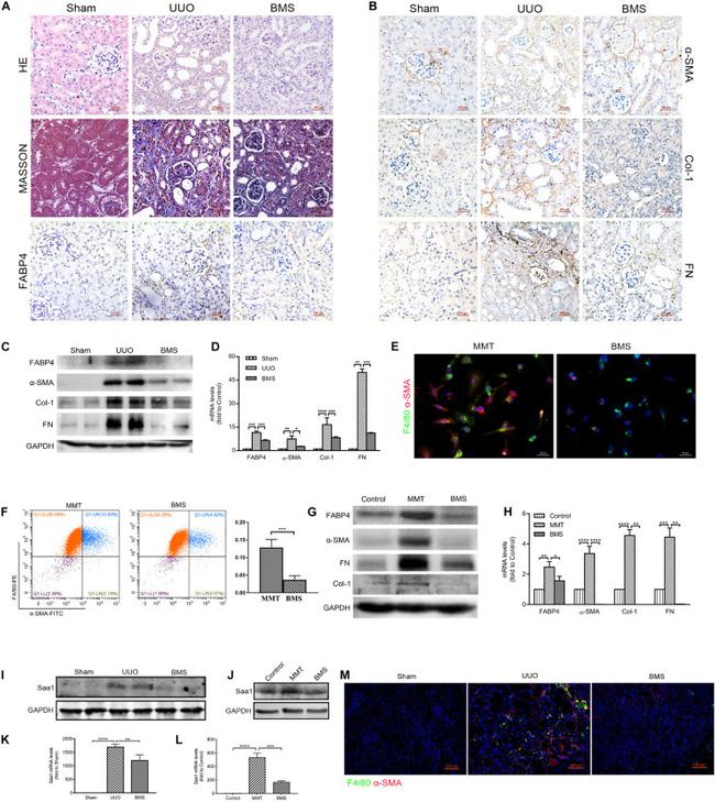 F4/80 Antibody in Flow Cytometry (Flow)