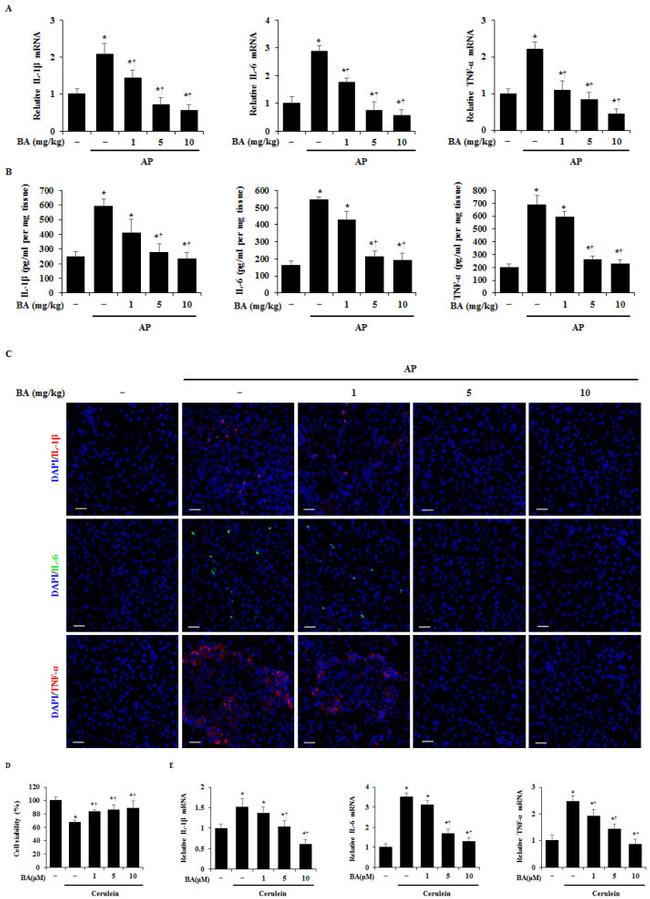 IL-6 Antibody in Immunocytochemistry (ICC/IF)