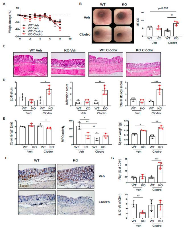 IFN gamma Antibody in Immunohistochemistry (IHC)