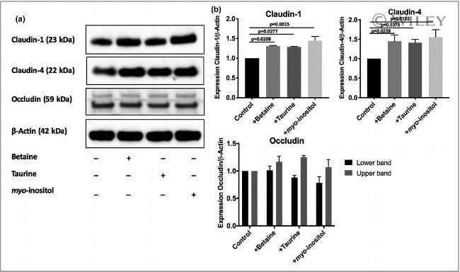 Claudin 1 Antibody in Western Blot (WB)