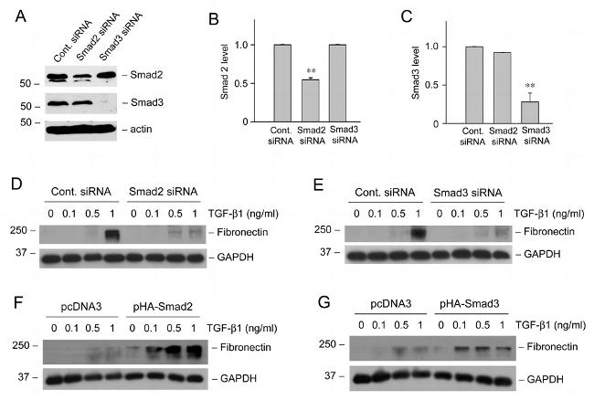 SMAD3 Antibody in Western Blot (WB)