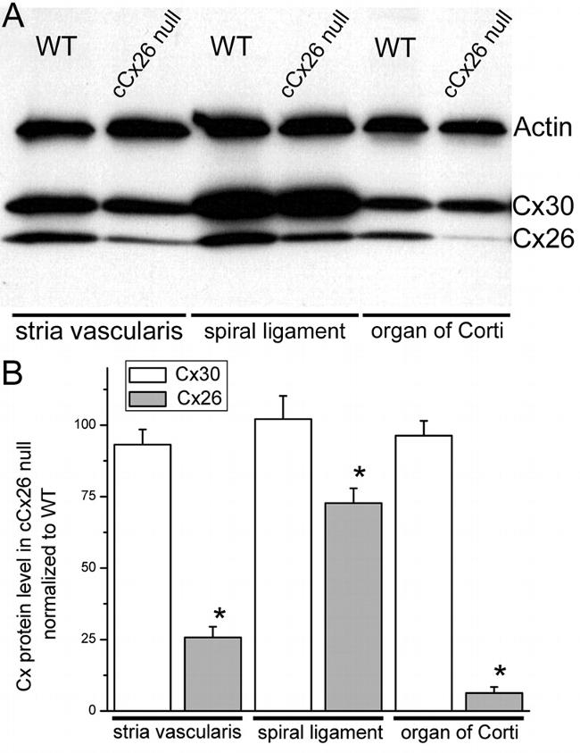 Connexin 26 Antibody in Western Blot (WB)