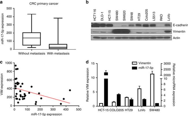 Vimentin Antibody in Western Blot (WB)