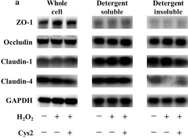 Occludin Antibody in Western Blot (WB)