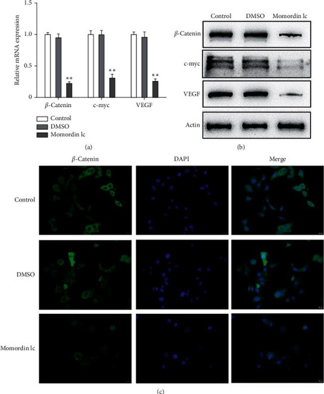 VEGFA Antibody in Western Blot (WB)