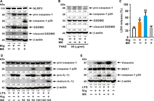 GSDMD Antibody in Western Blot (WB)