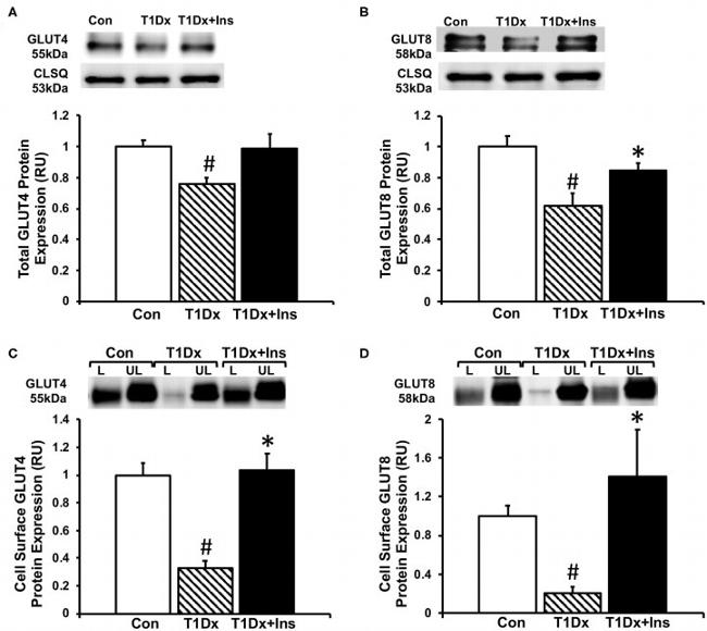 Calreticulin Antibody in Western Blot (WB)