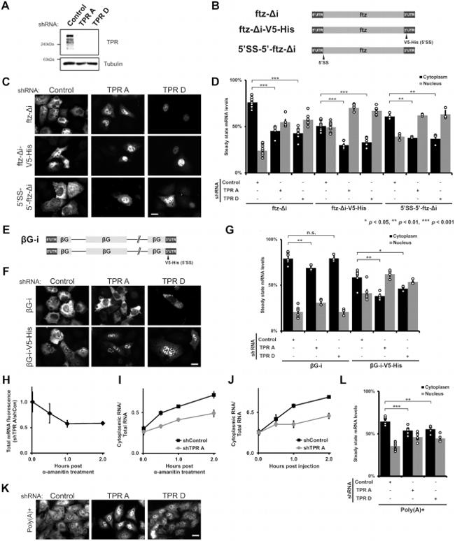 alpha Tubulin Antibody in Western Blot (WB)