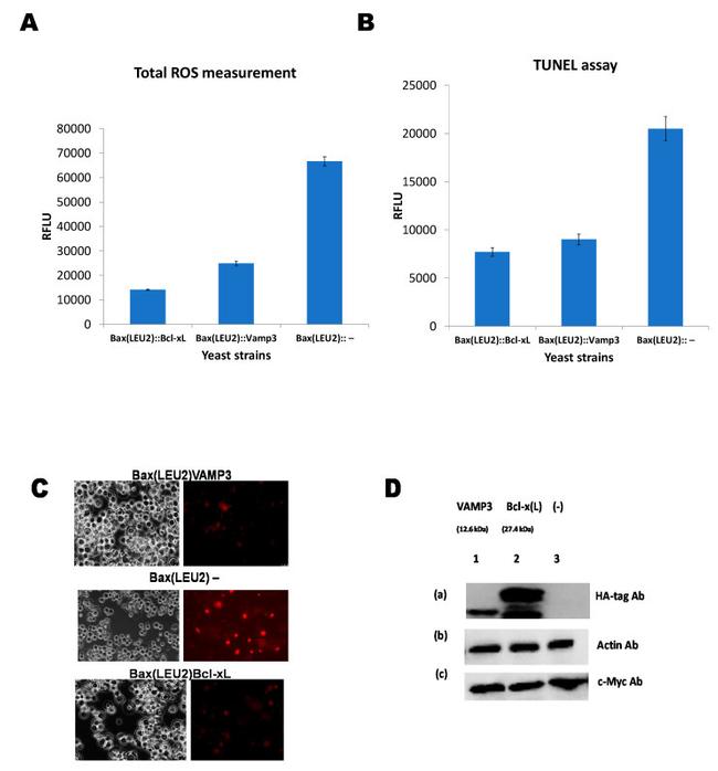 c-Myc Antibody in Western Blot (WB)