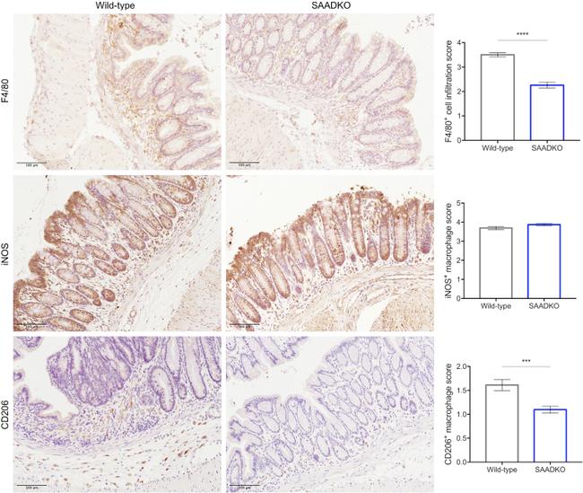 F4/80 Antibody in Immunohistochemistry (IHC)