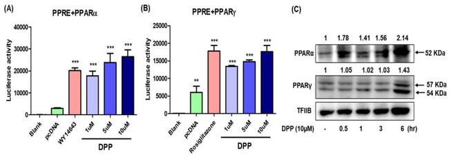 PPAR gamma Antibody in Western Blot (WB)