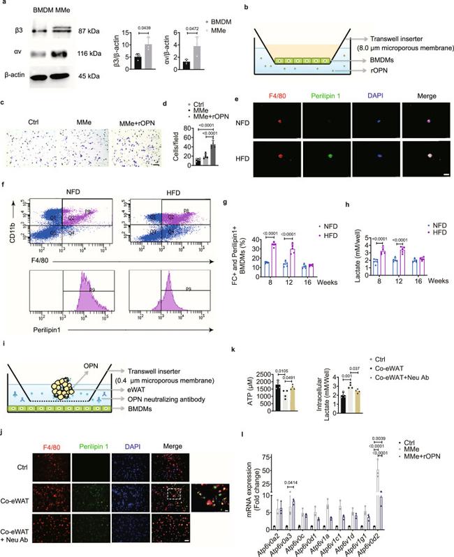 CD11b Antibody in Flow Cytometry (Flow)