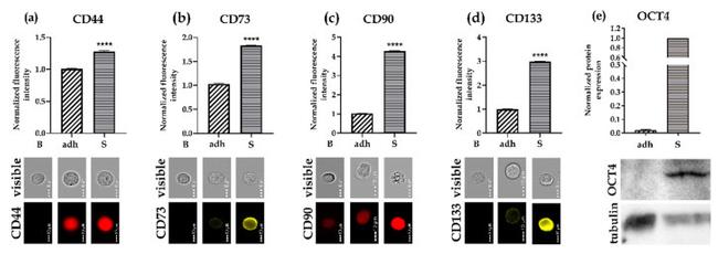 CD44 Antibody in Flow Cytometry (Flow)