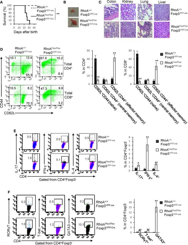 CD44 Antibody in Flow Cytometry (Flow)