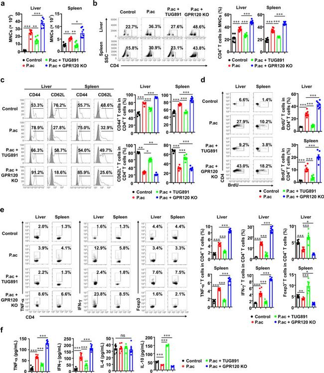 CD44 Antibody in Flow Cytometry (Flow)