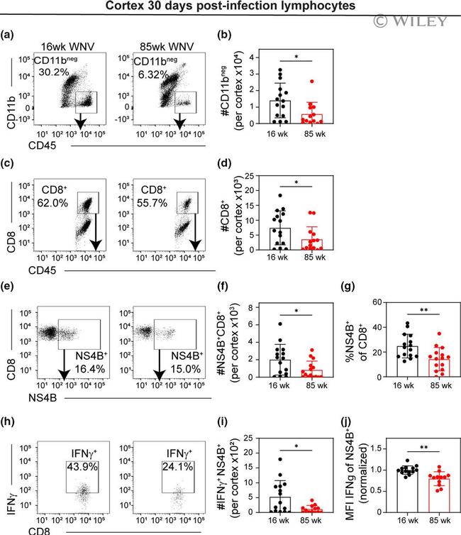 CD45 Antibody in Flow Cytometry (Flow)