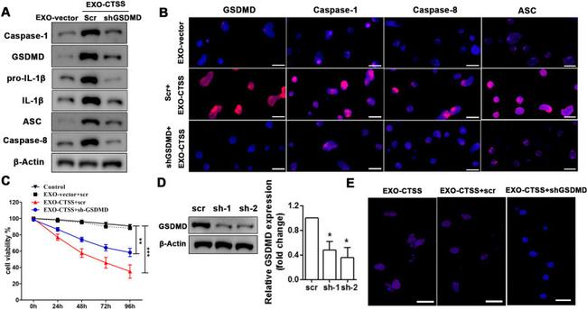 Caspase 1 Antibody in Western Blot (WB)