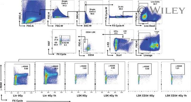 CD117 (c-Kit) Antibody in Flow Cytometry (Flow)