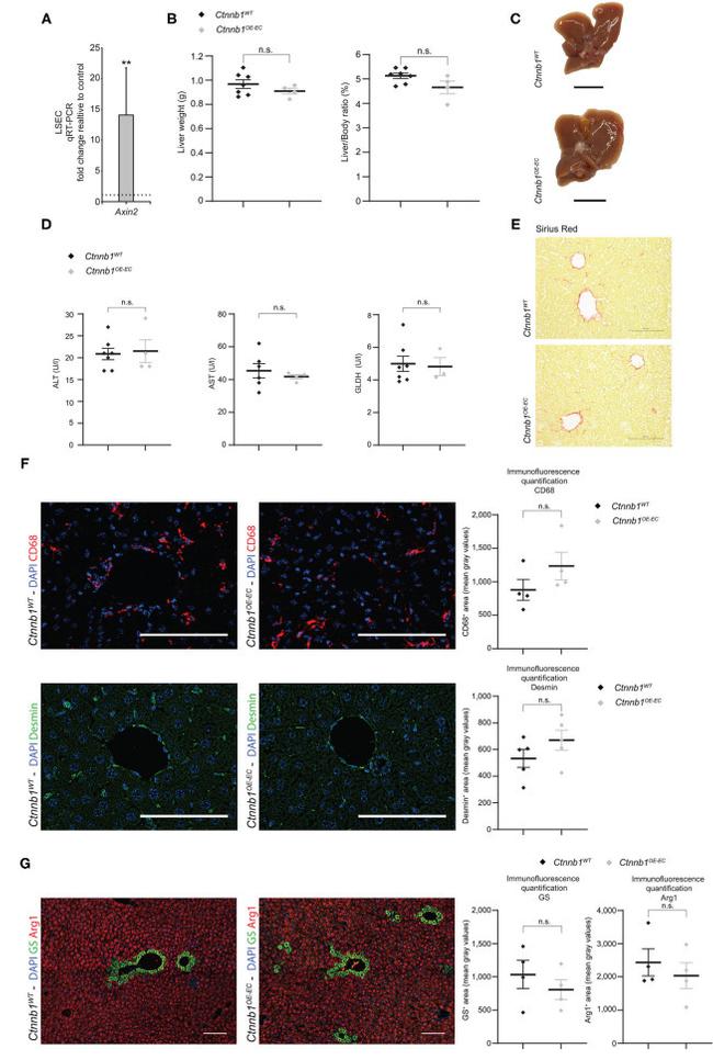 Ki-67 Antibody in Immunohistochemistry (IHC)