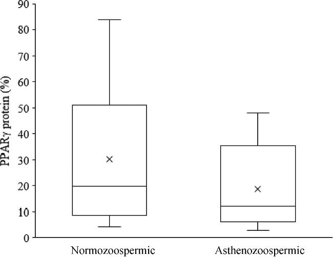 PPAR gamma Antibody in Flow Cytometry (Flow)